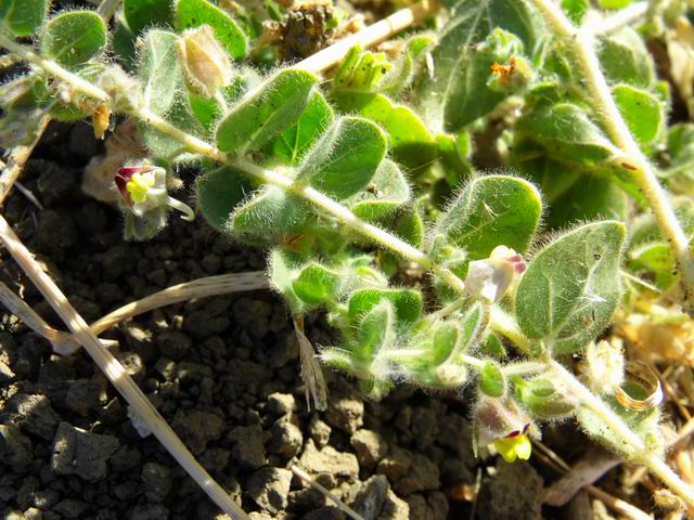 Kickxia spuria subsp. integrifolia